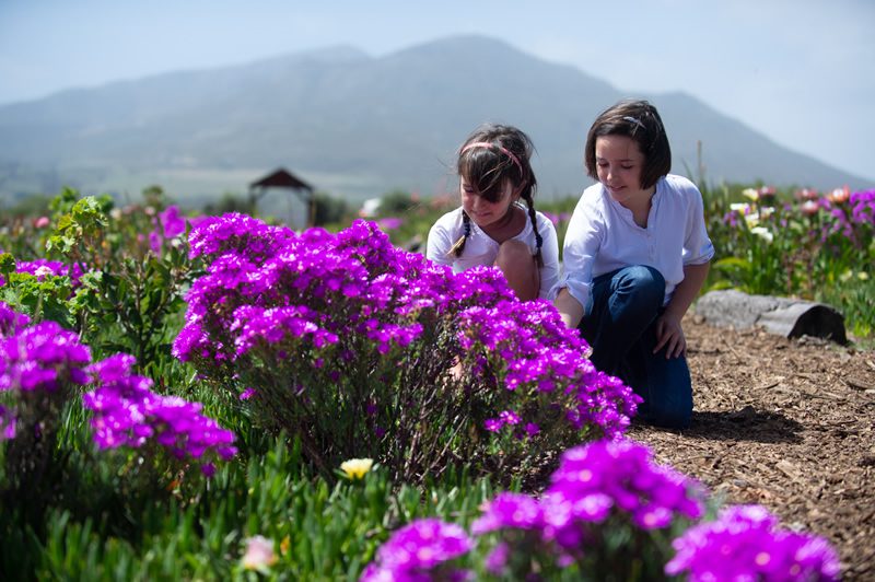 Kids picking wildflowers at Bosman Hermanus 