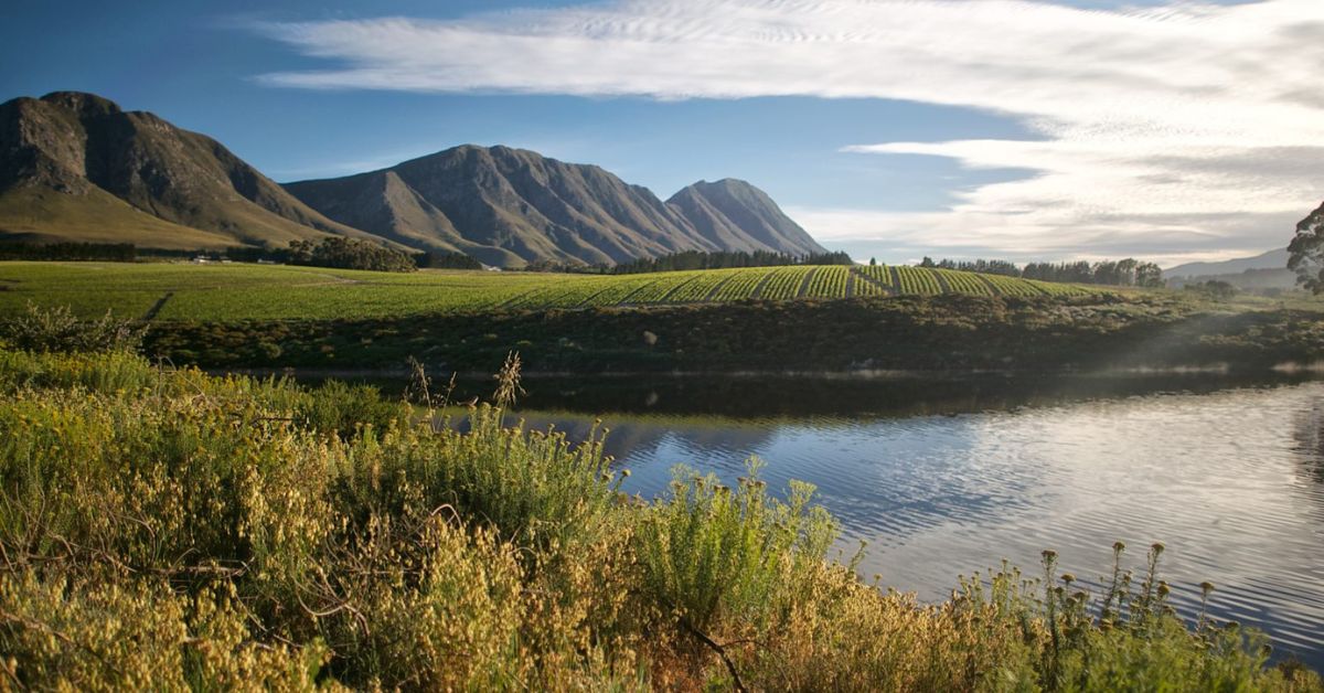 Bosman Hermanus Vineyards