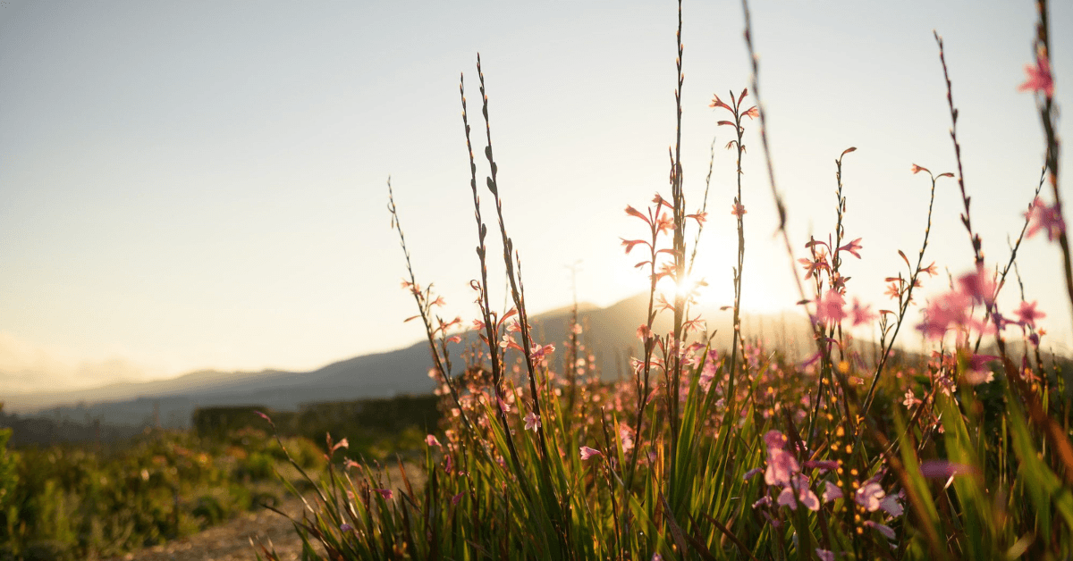 Hemel-en-Aarde valleys flowers blossoming