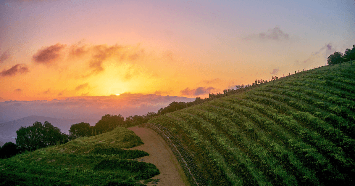 Bosman Hermanus Cape town winelands (1) Cape Town Winelands Feature image- View of rolling hills with vines during sunset