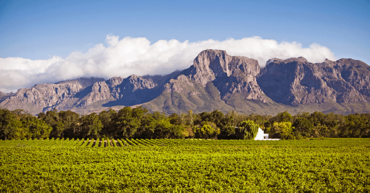 Scenic vineyards in the Stellenbosch wine region