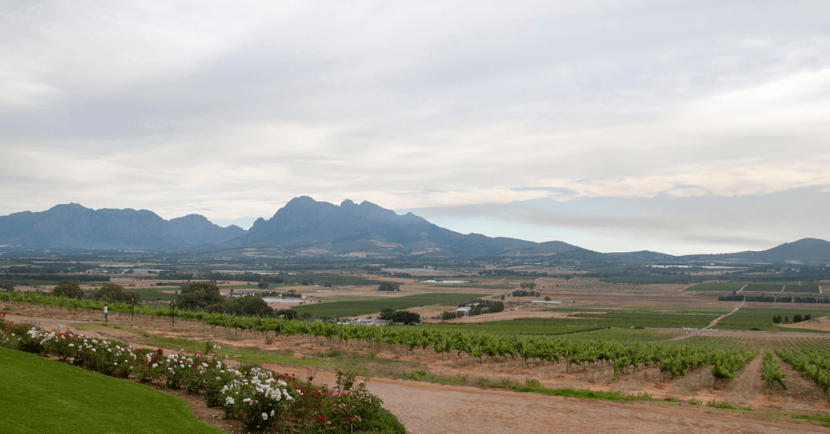 Cape Town Winelands stretching across the valley in Paarls wine region