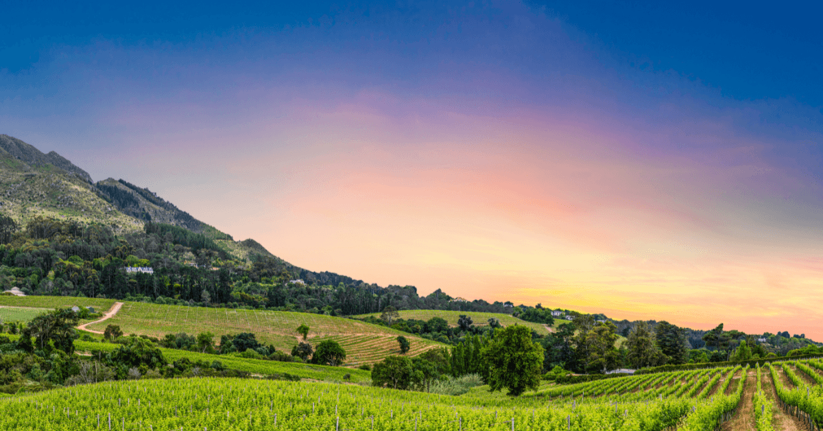 Vineyards and mountain scenery in the Constantia Cape Town Winelands during sunset