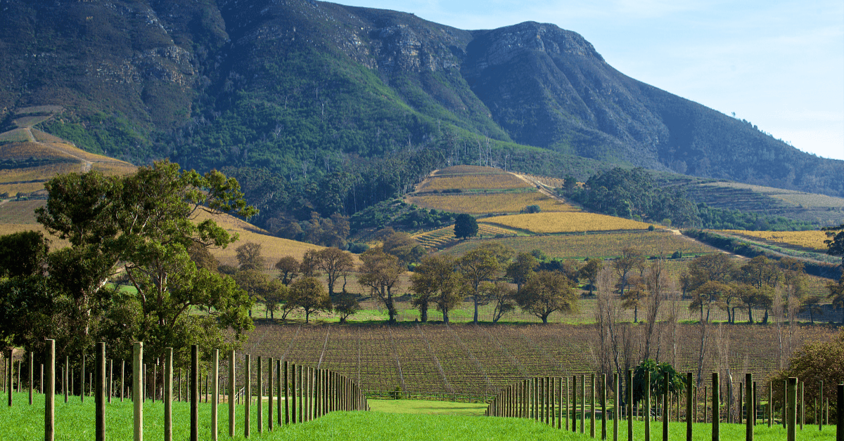 Panoramic view of vineyards and mountains in the Cape Town Winelands