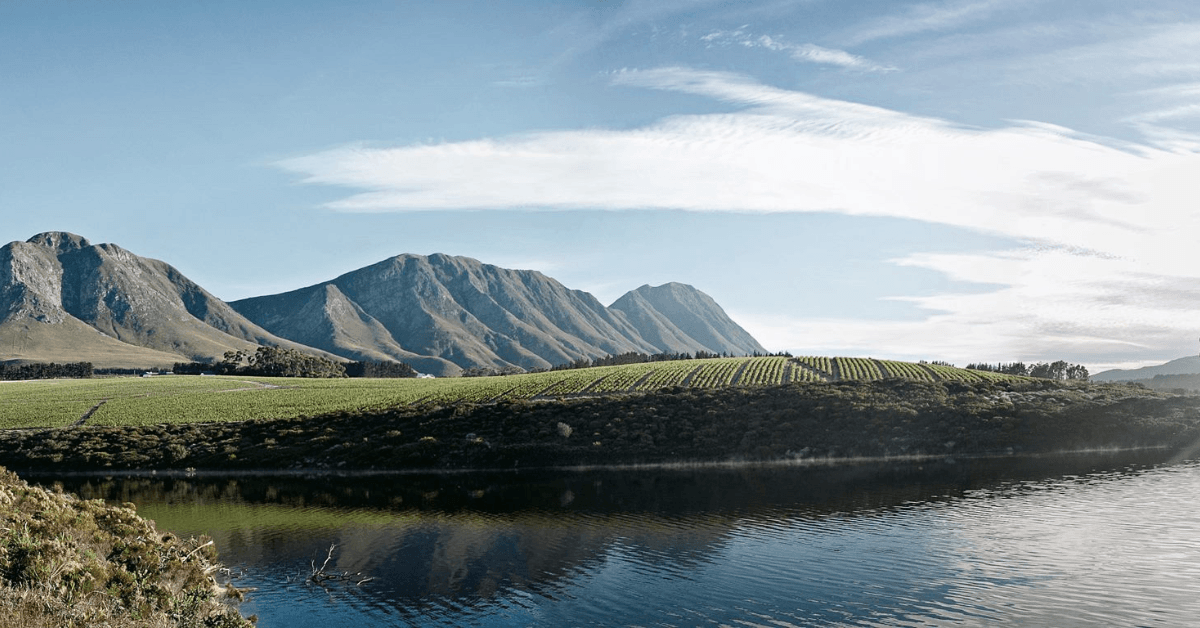 Rolling vineyards in the Hemel-en-Aarde Valley near Hermanus
