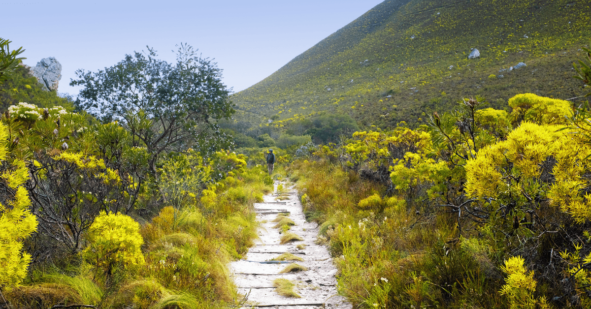 Walking trail through Fynbos in Fernkloof Nature Reserve 